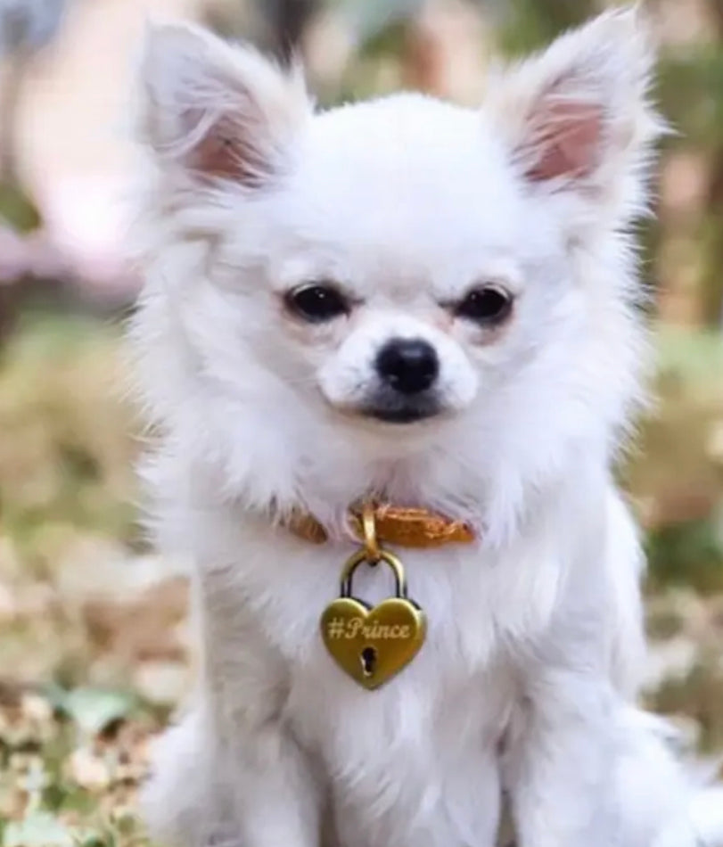 Heart Shaped Padlock and Key Dog ID Tag - Gold