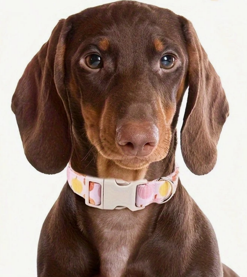 Pink Pumpkin Dog Collar
