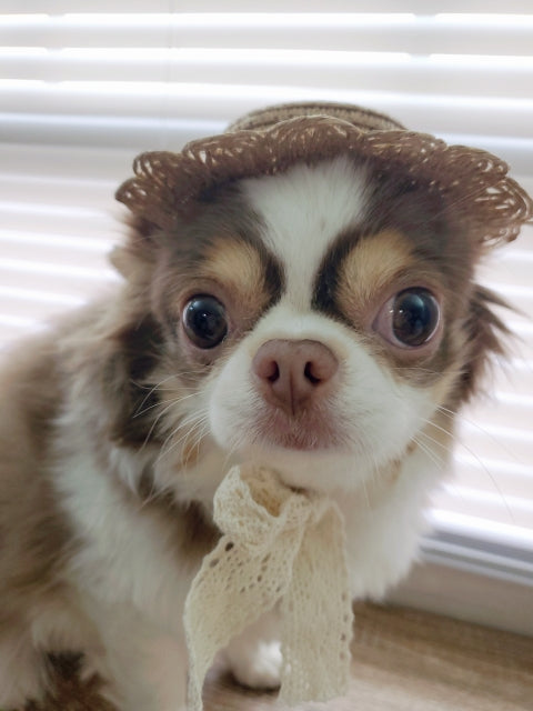 Summer Pet Straw Hat - Brown