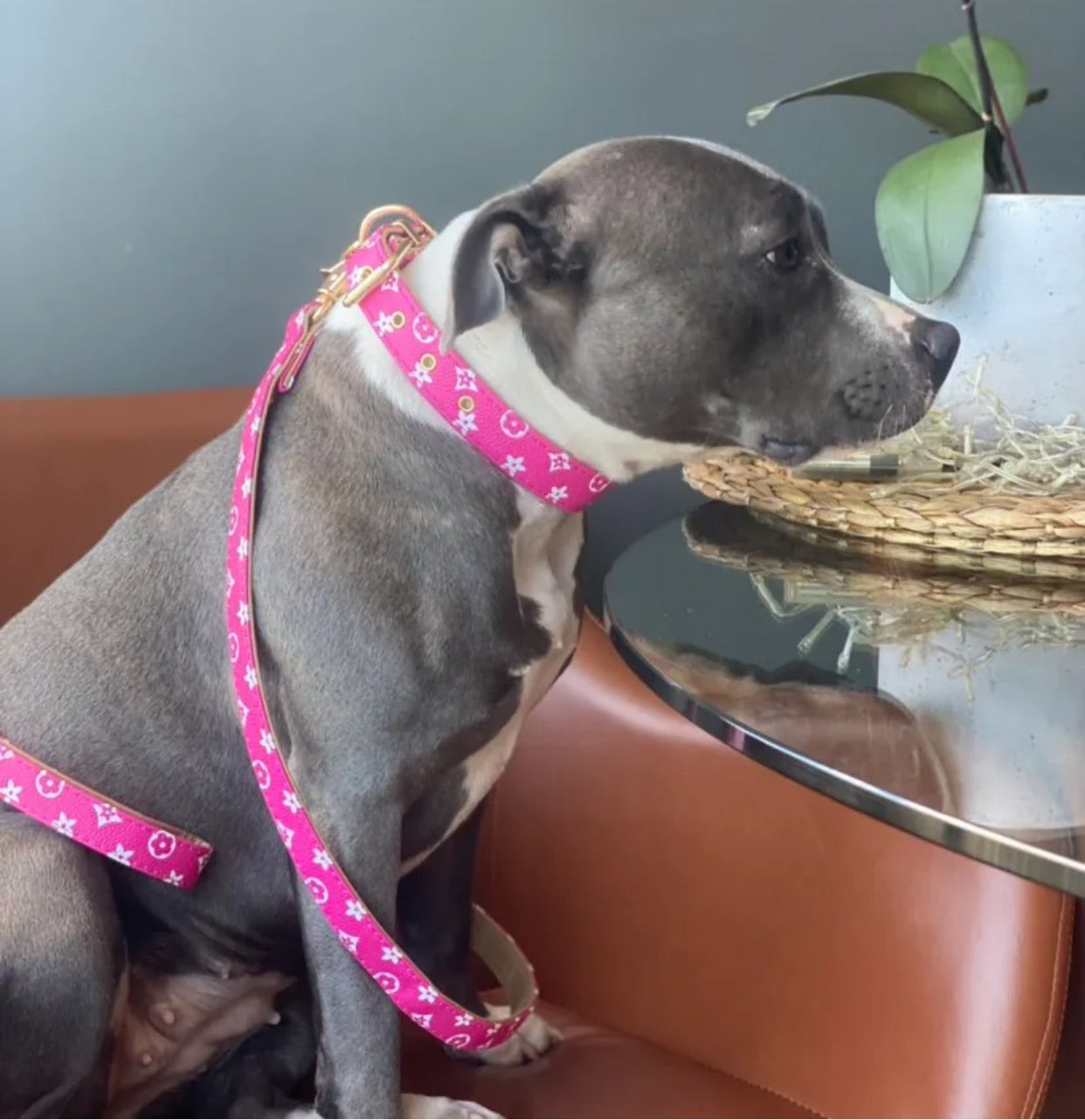 Collar and Lead Set - Pink