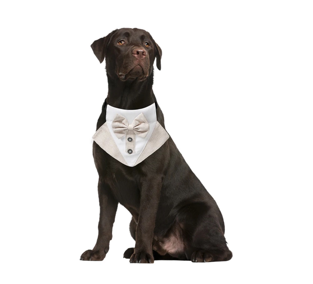 Dog Tuxedo Textured Bandana - Cream