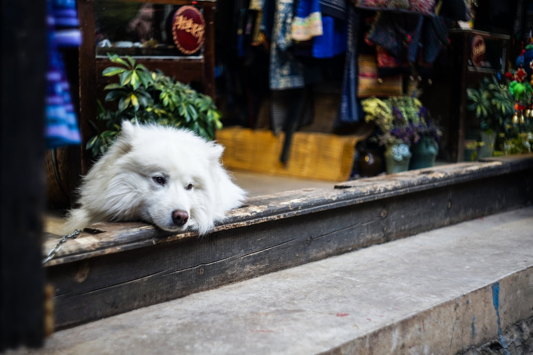 short-coat white dog near grey frame