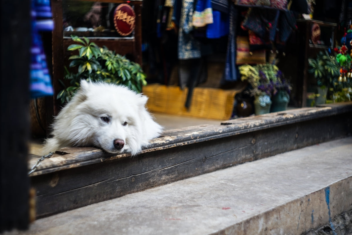 short-coat white dog near grey frame