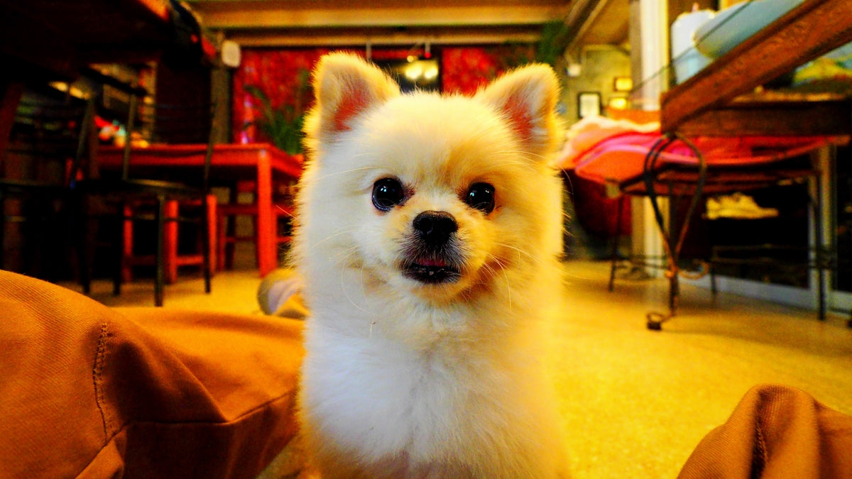 long-haired white puppy