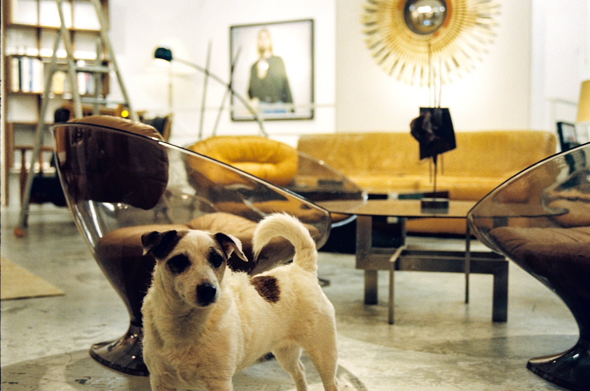 white and brown short coated dog