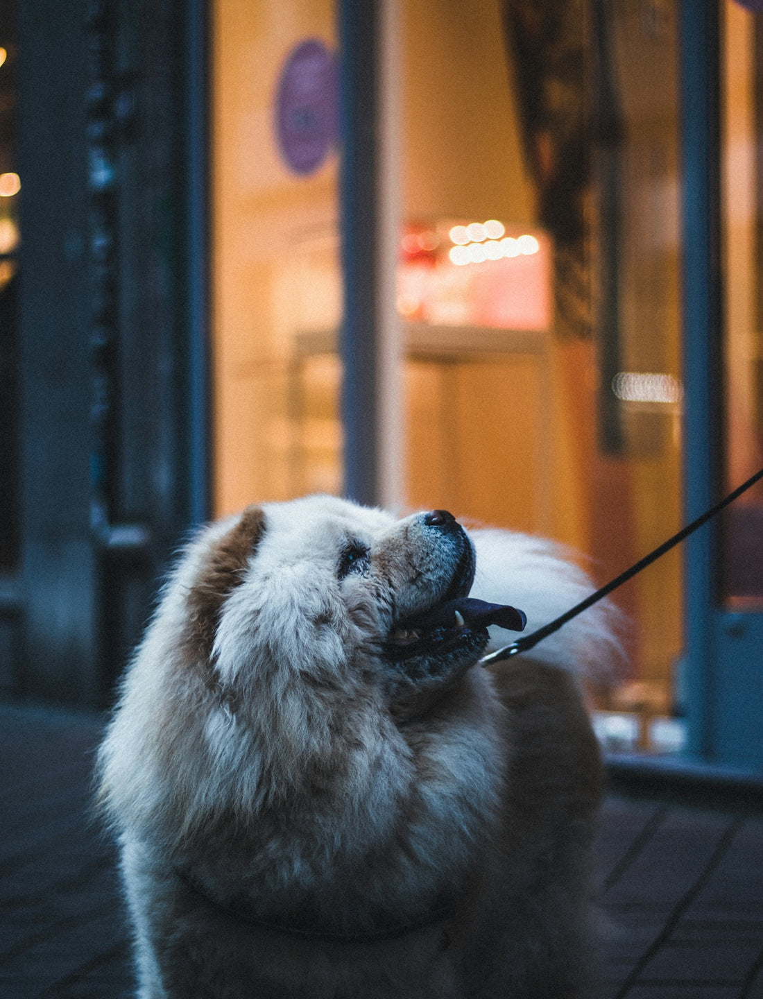 brown and white long coated dog