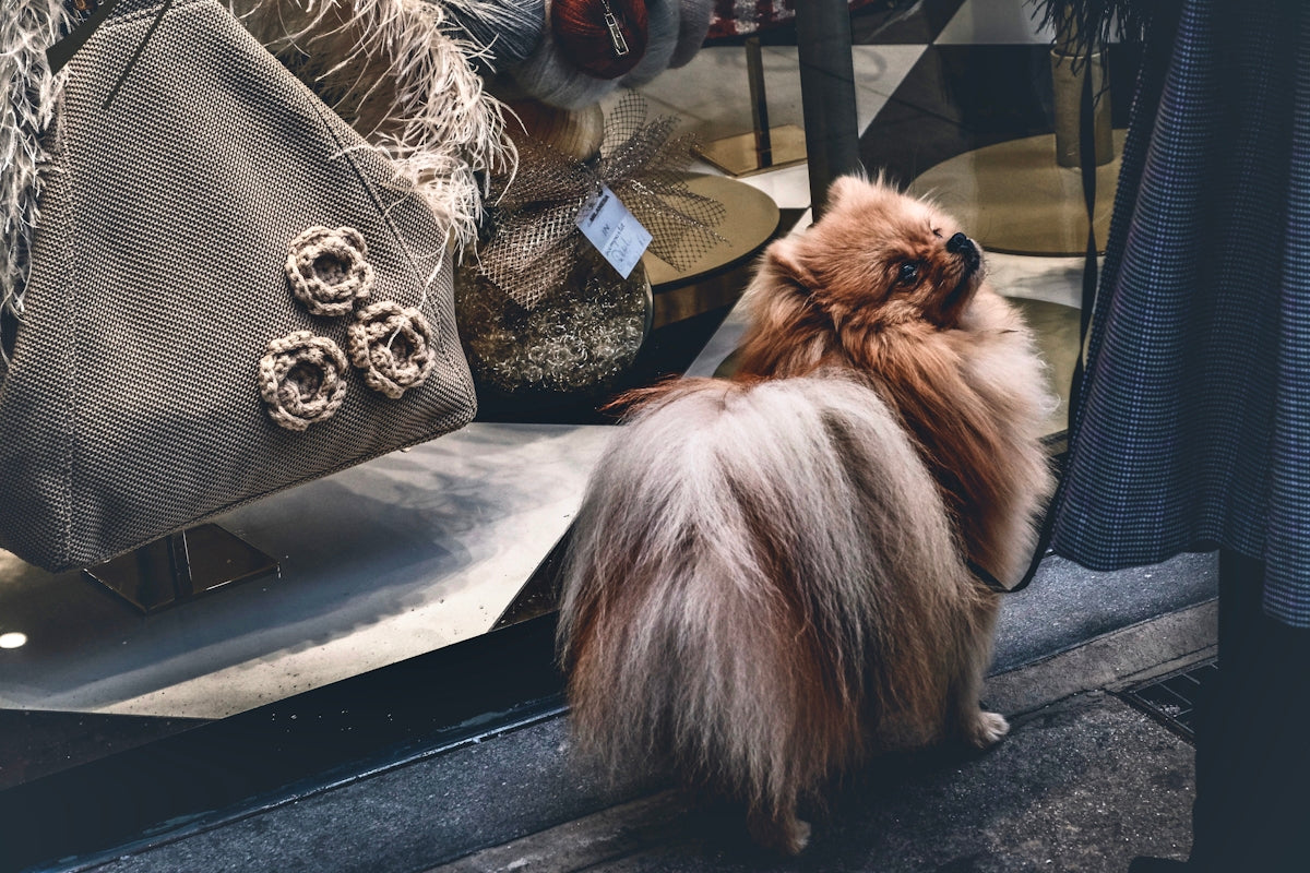 brown long coated dog on black table
