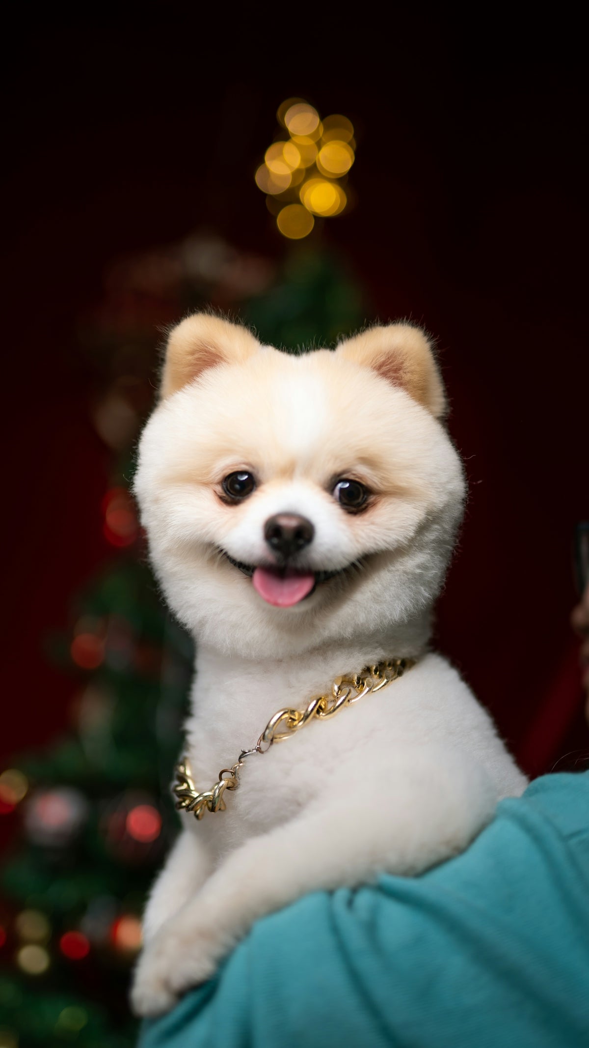 a small white dog sitting on top of a person's shoulder