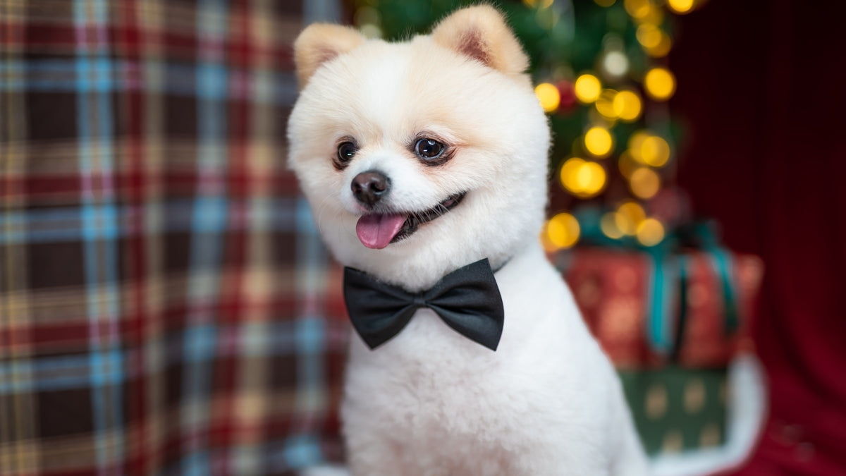 a small white dog wearing a bow tie