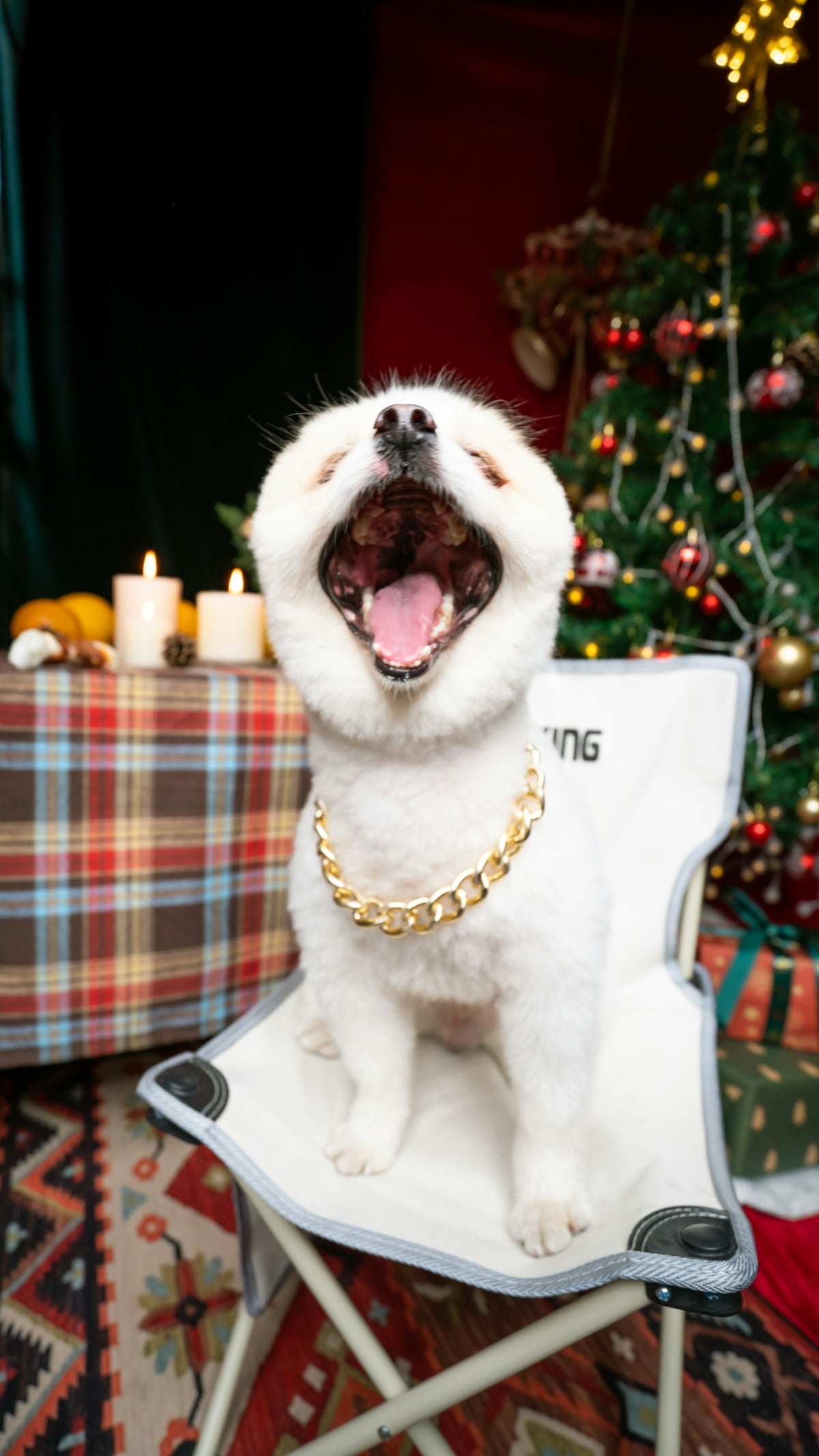 a small white dog sitting on top of a chair