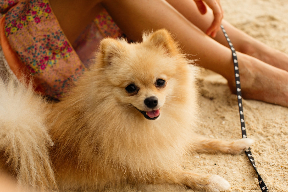 a small brown dog sitting on top of a sandy beach