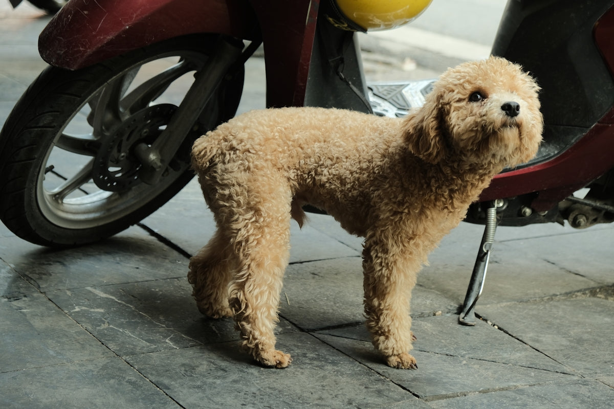 a brown dog standing next to a red scooter