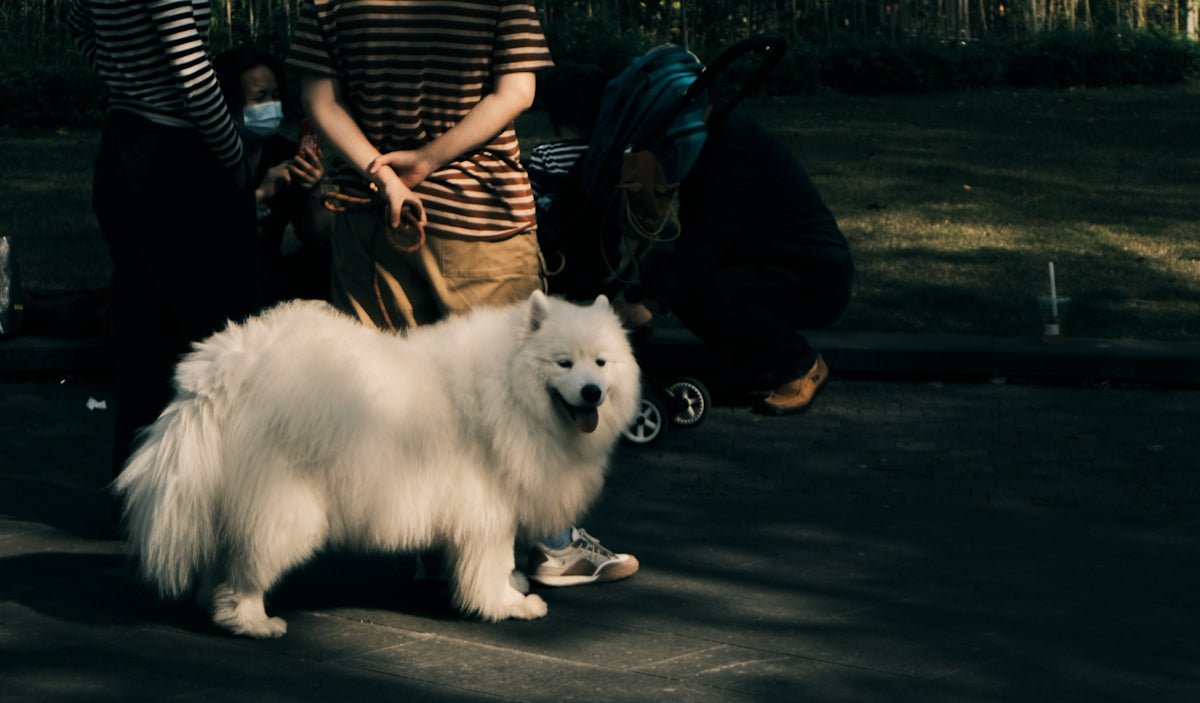 a small white dog standing next to a group of people