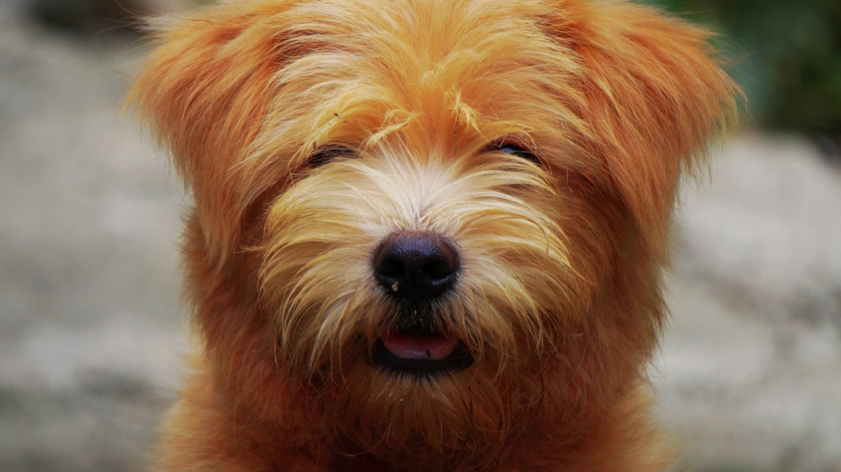 a dog with its eyes closed