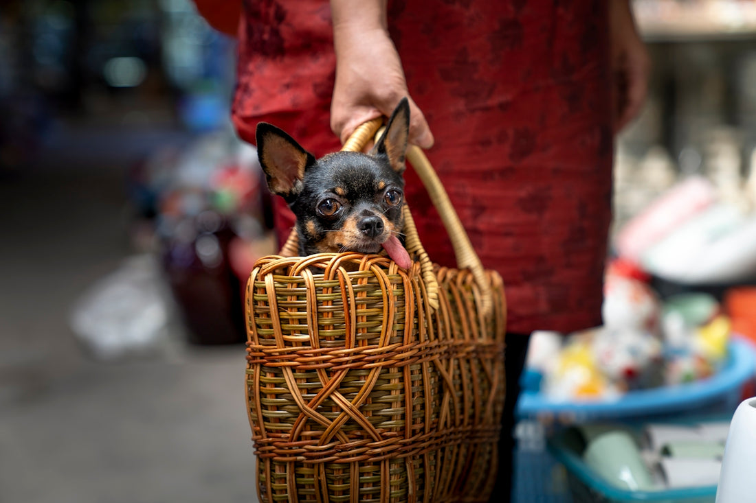 a small dog sitting in a wicker basket