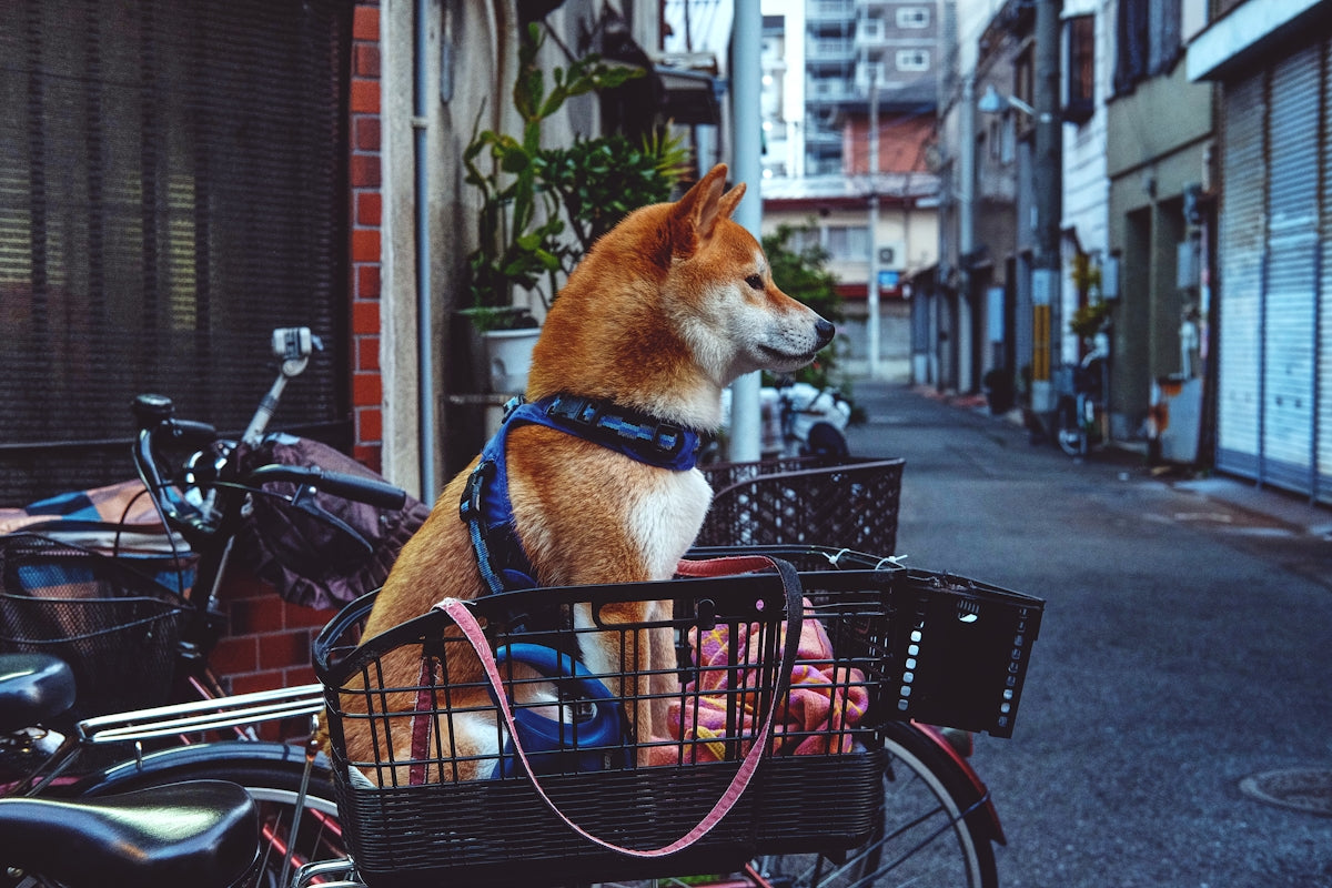 a dog sitting in a basket on the back of a bike