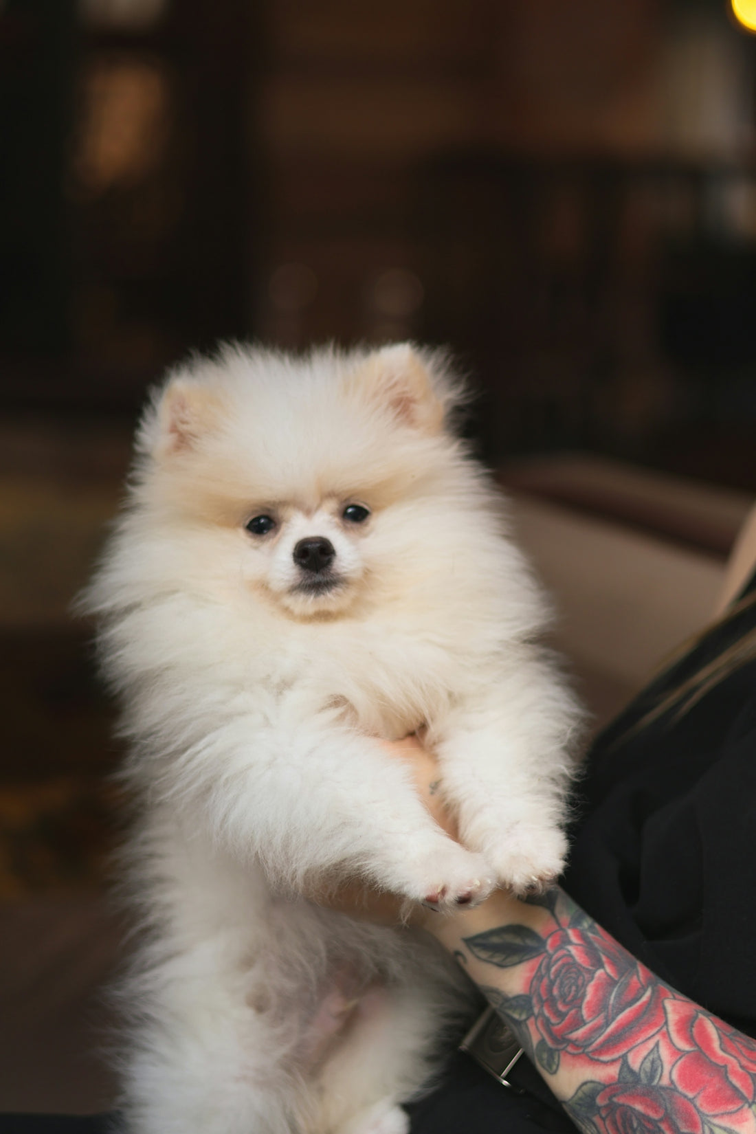 a small white dog standing on its hind legs