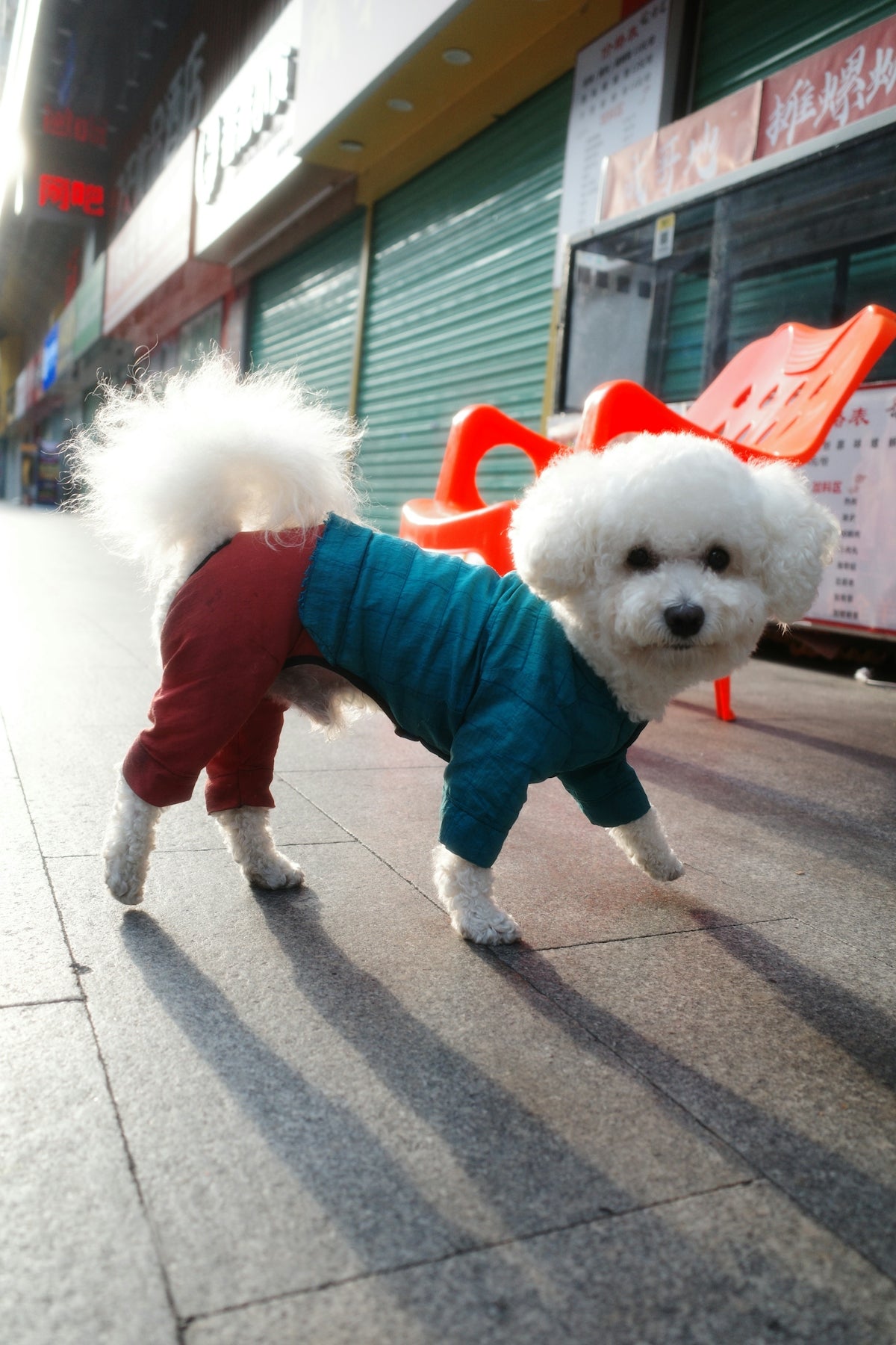 a small white dog wearing a red and blue shirt
