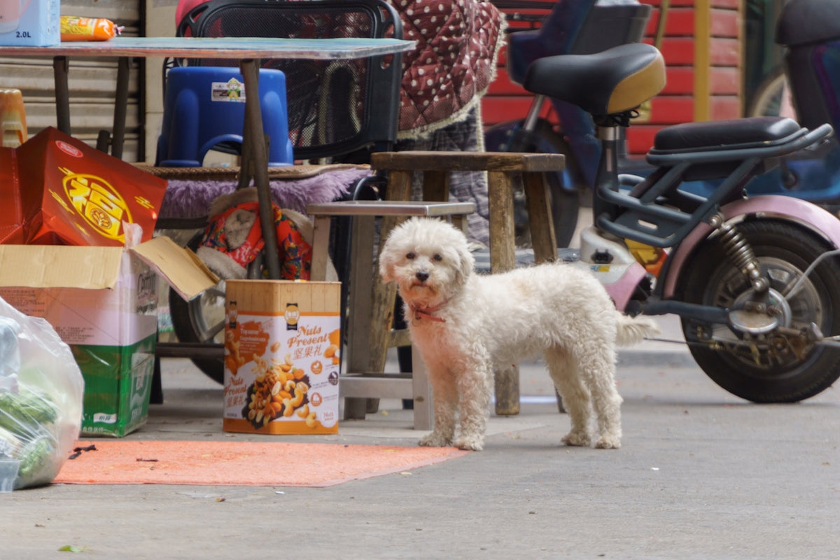 a small white dog standing next to a pile of food