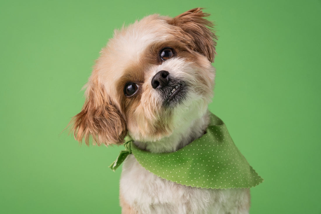 A small dog with a green bandana around its neck