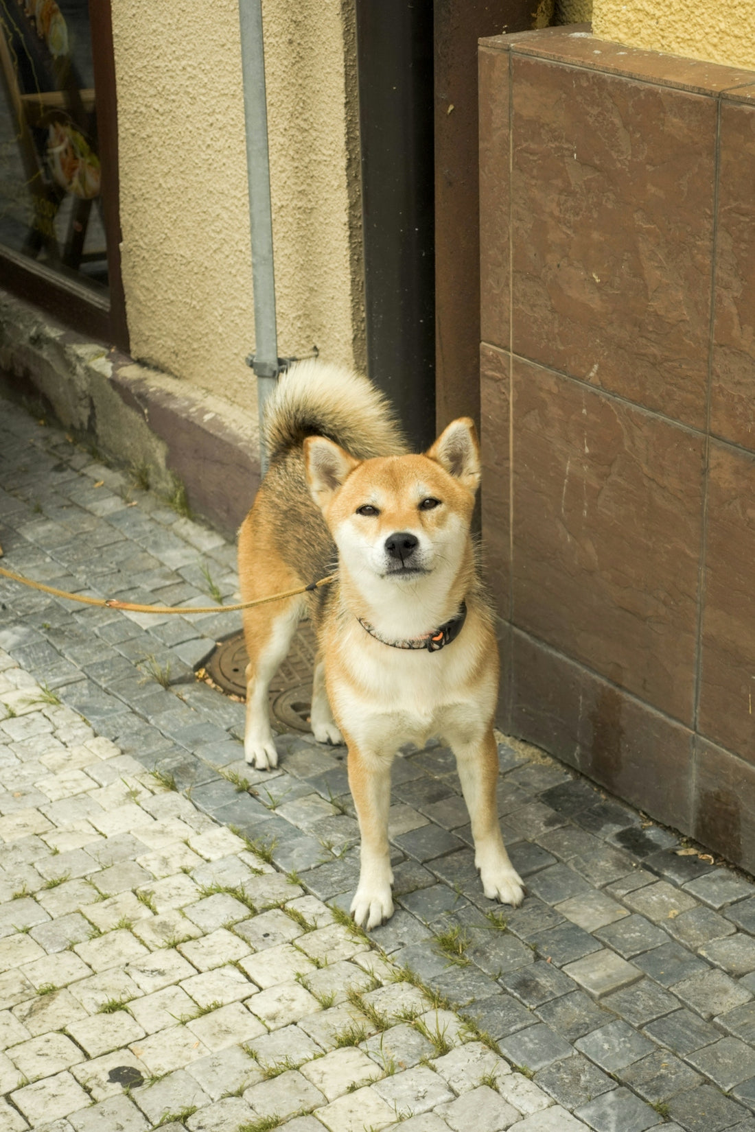 A brown and white dog standing next to a building