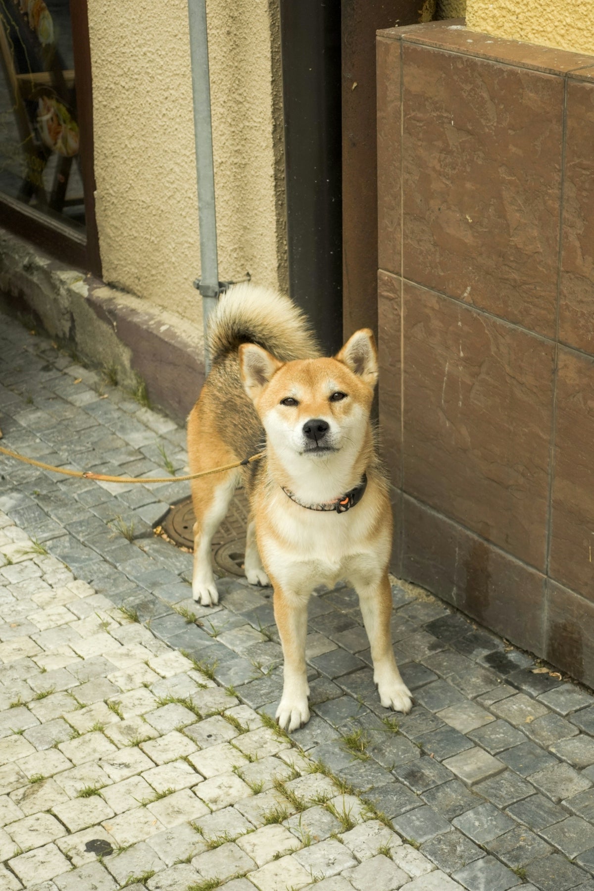 A brown and white dog standing next to a building