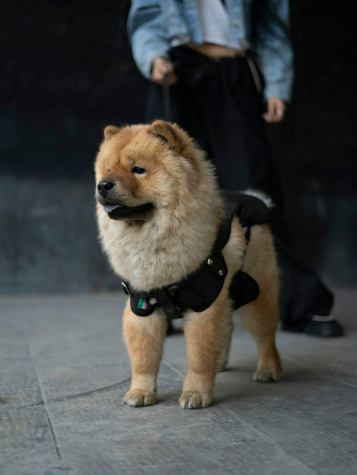 A dog wearing a harness standing on a sidewalk