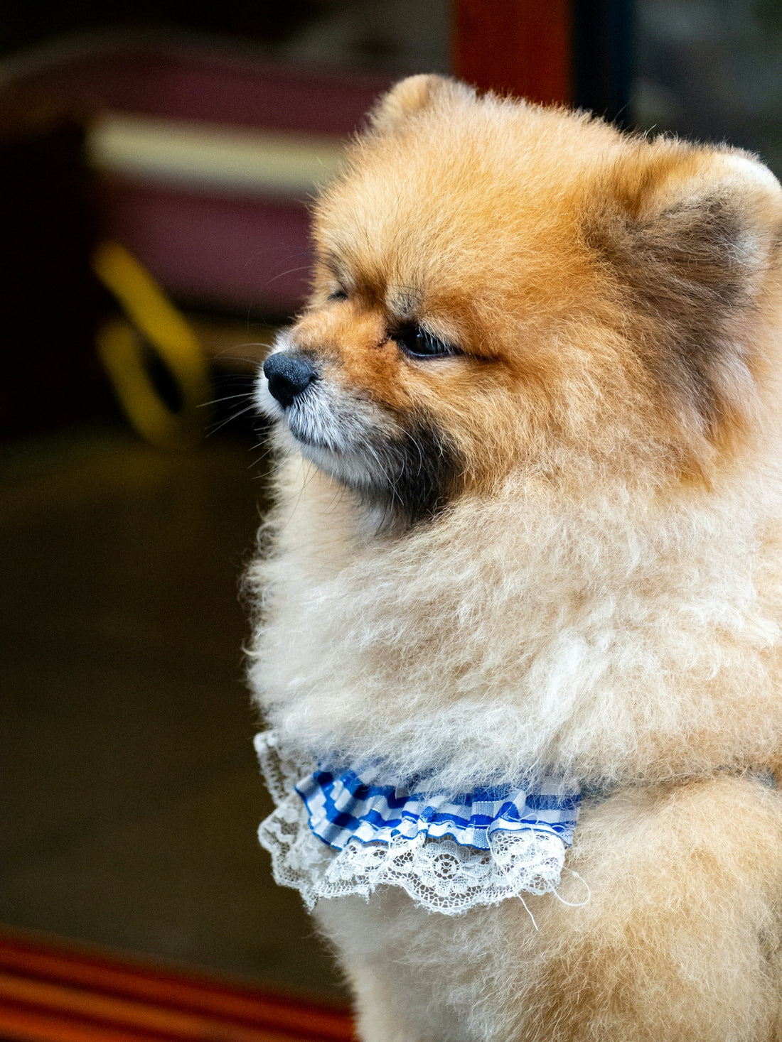 A small dog wearing a blue and white collar