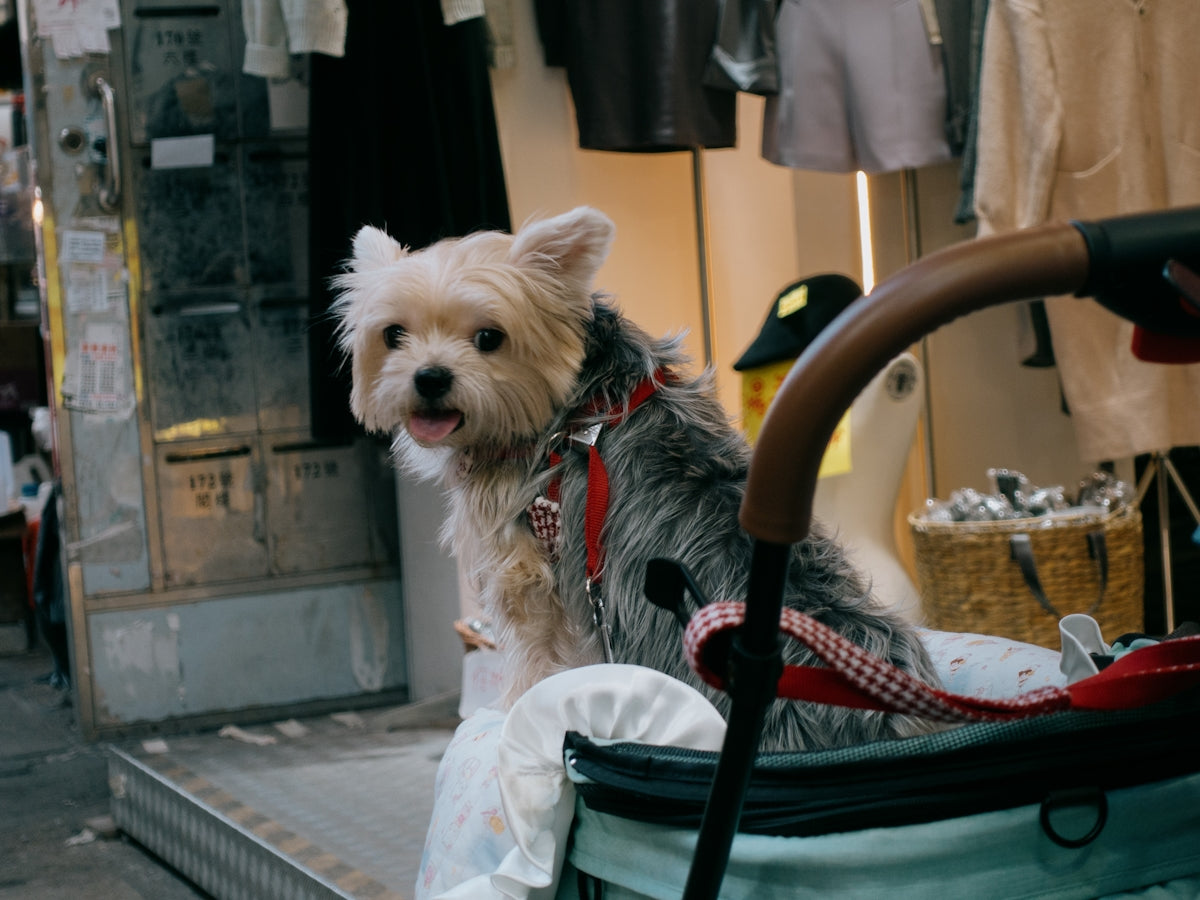 A small dog is standing in a stroller