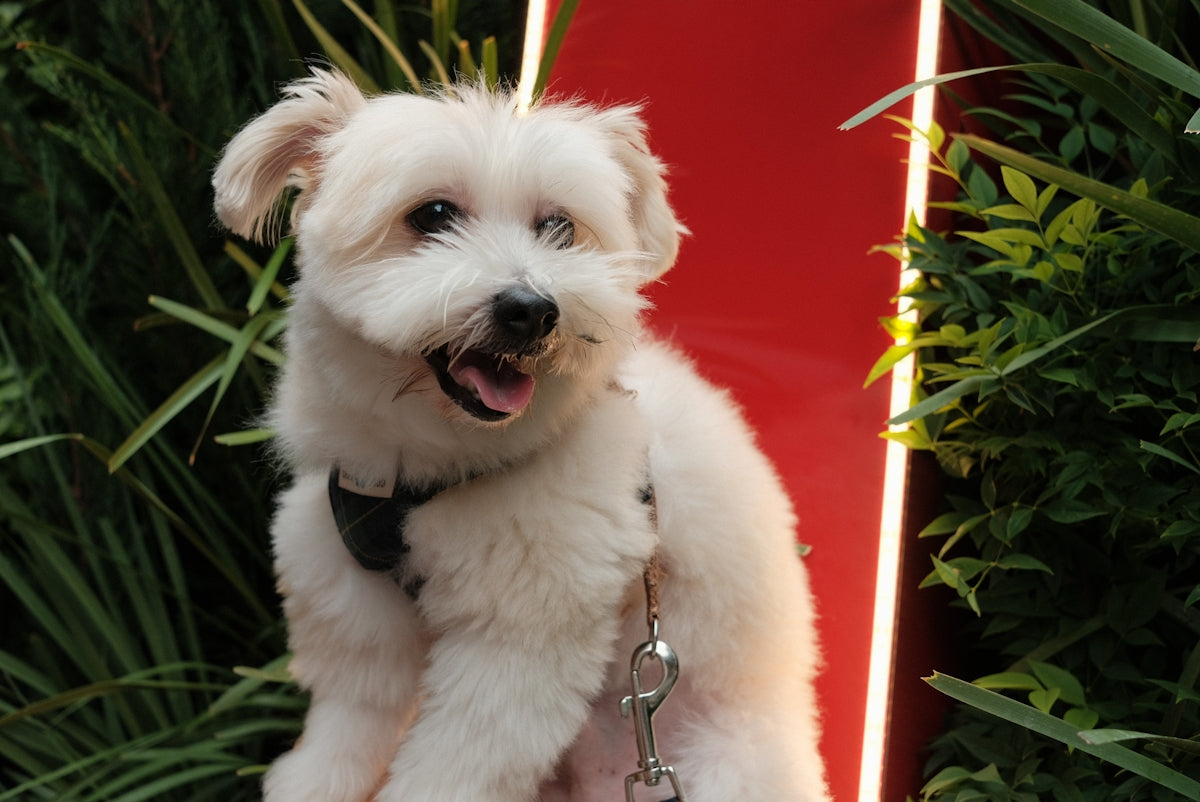 A small white dog standing next to a red sign