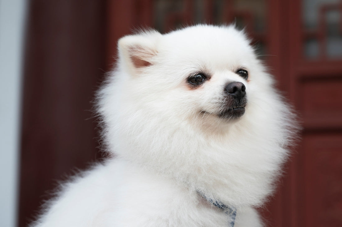 A small white dog standing in front of a door