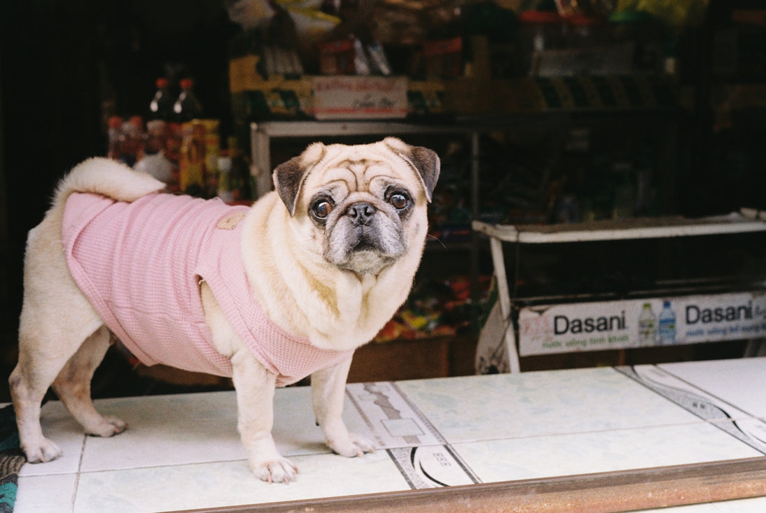 A small pug dog wearing a pink shirt