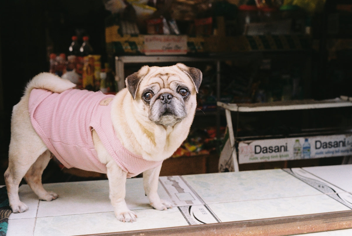 A small pug dog wearing a pink shirt
