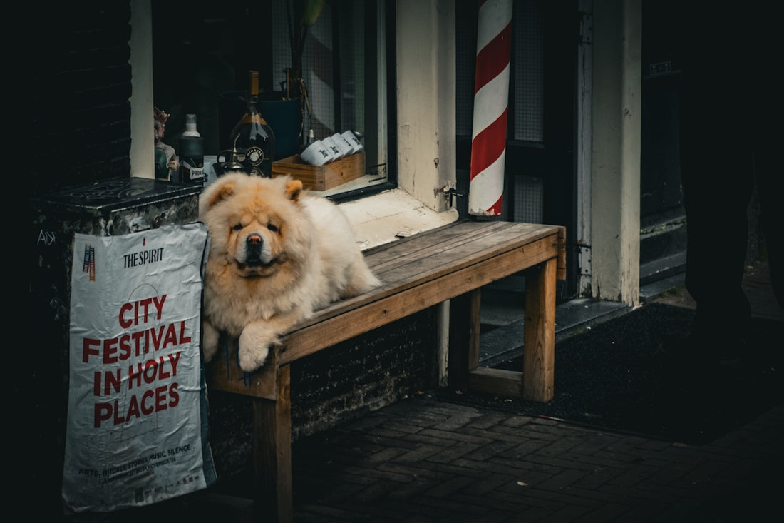 A dog sitting on a bench in front of a building