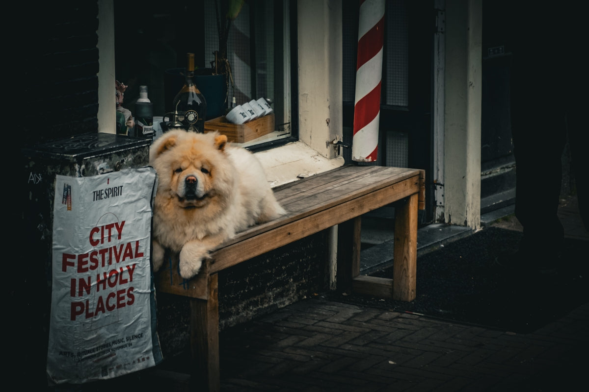 A dog sitting on a bench in front of a building