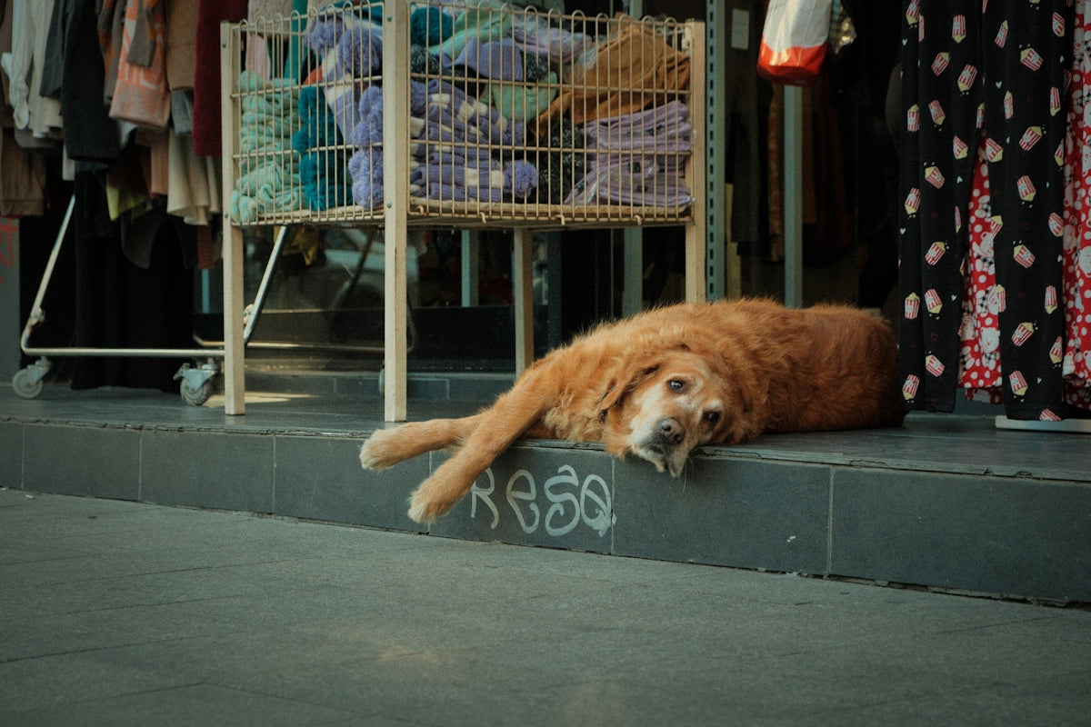 A dog laying on a step in front of a clothing store
