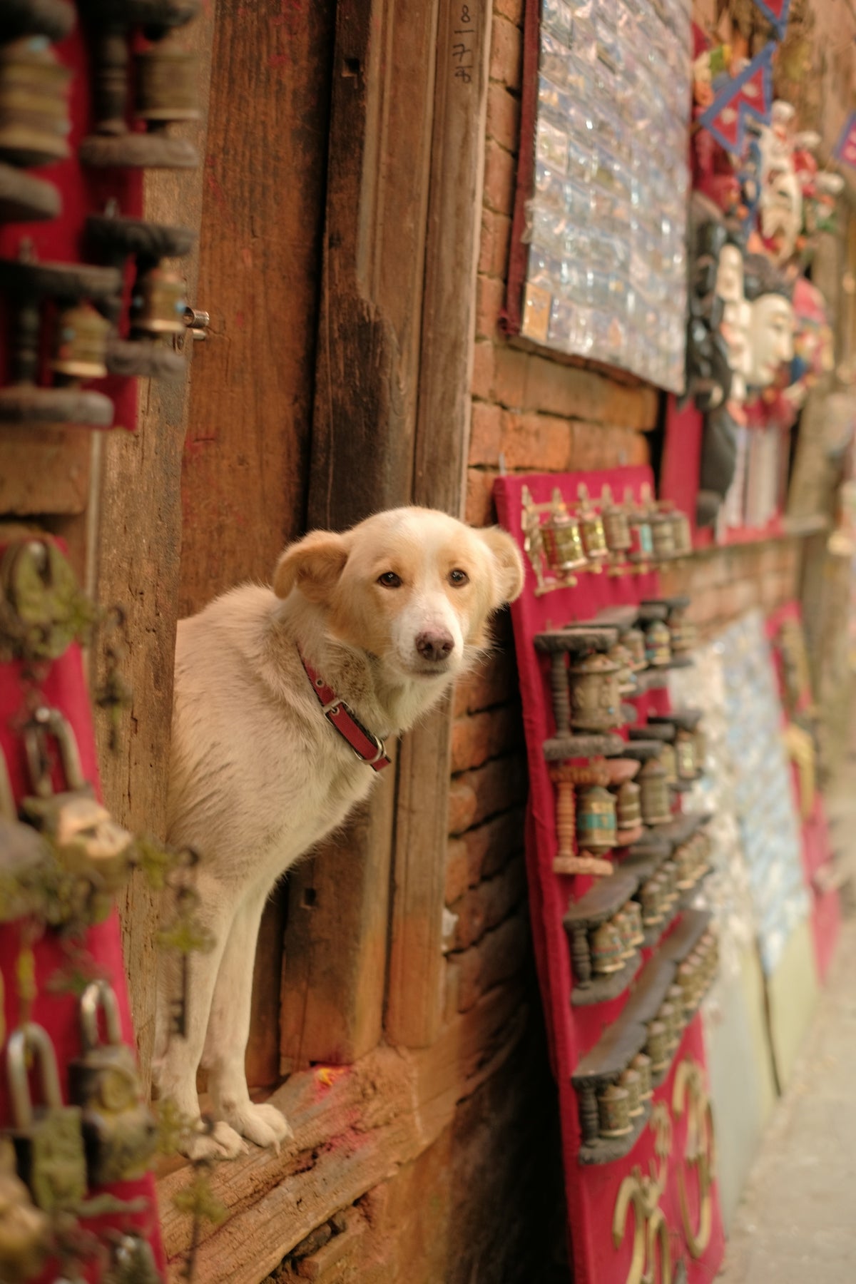 A dog is standing on a ledge in a store