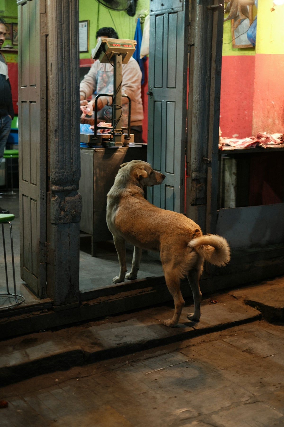 A dog standing in front of a mirror in a room