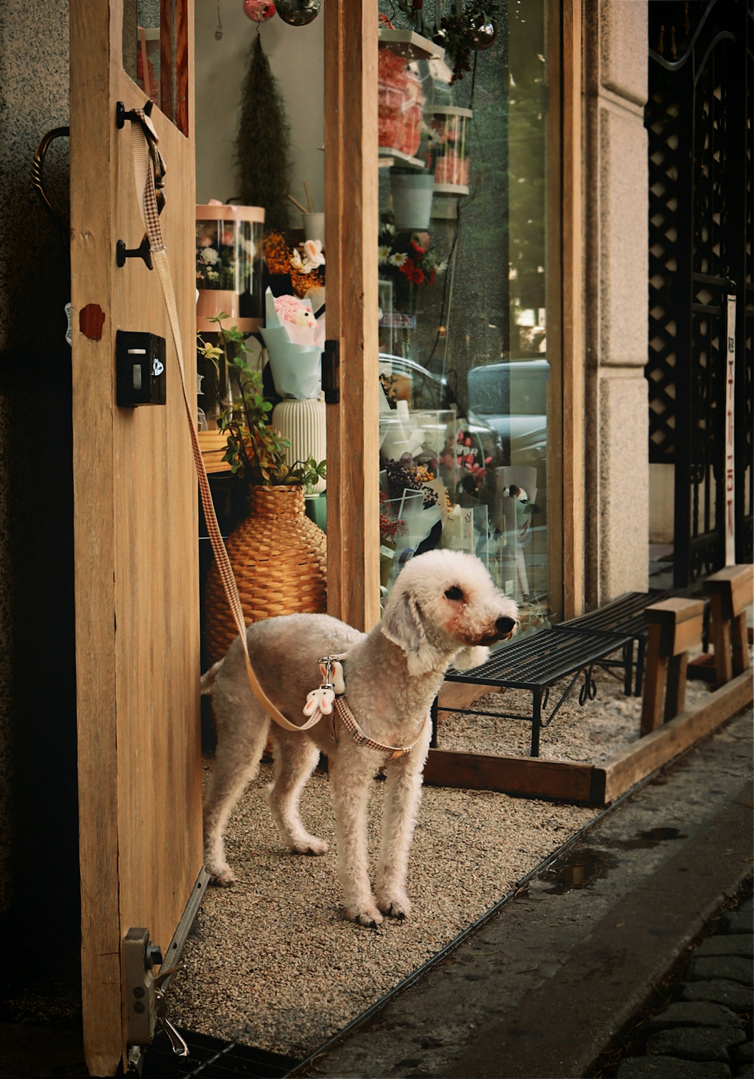 Dog patiently waits outside a flower shop.