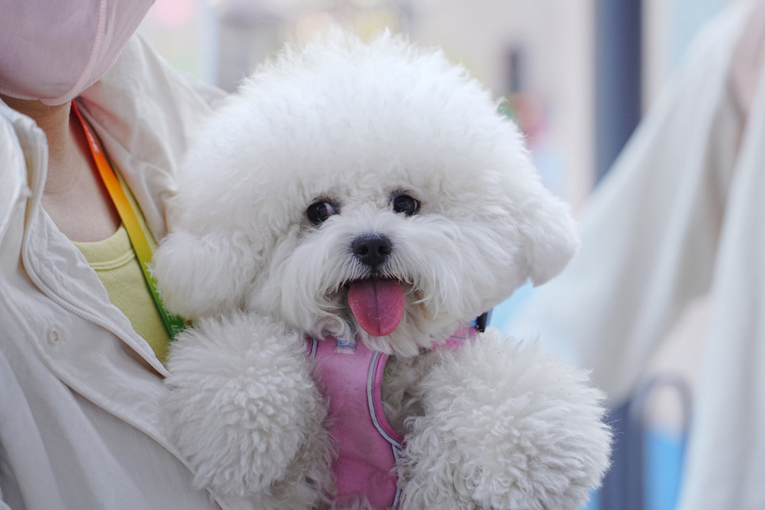 A cute bichon frise dog is being held.