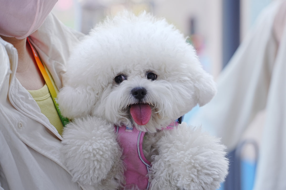 A cute bichon frise dog is being held.