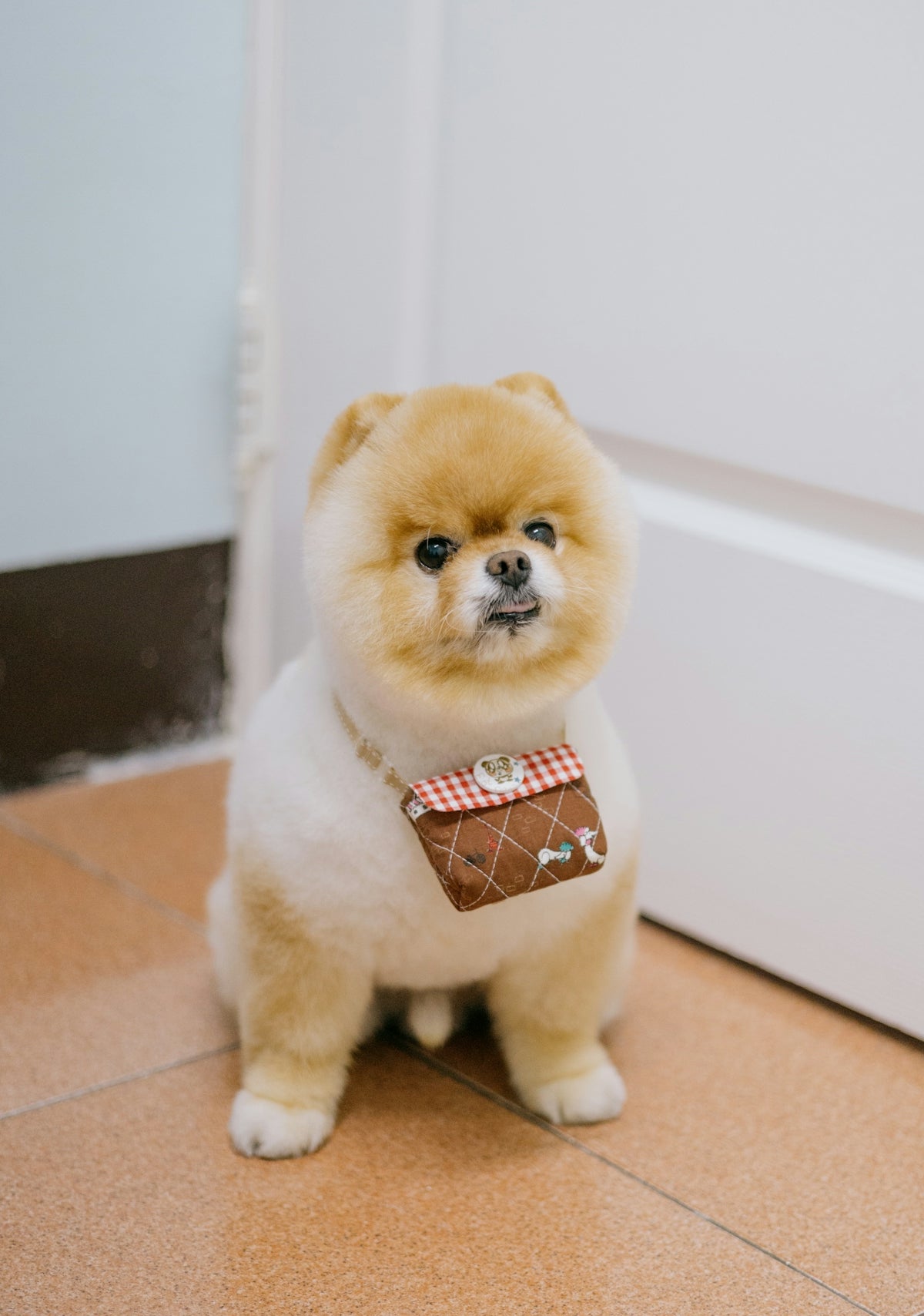 A fluffy dog sits with a cute purse.