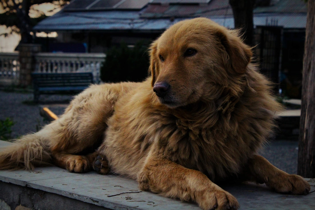 A golden retriever dog rests comfortably outside.