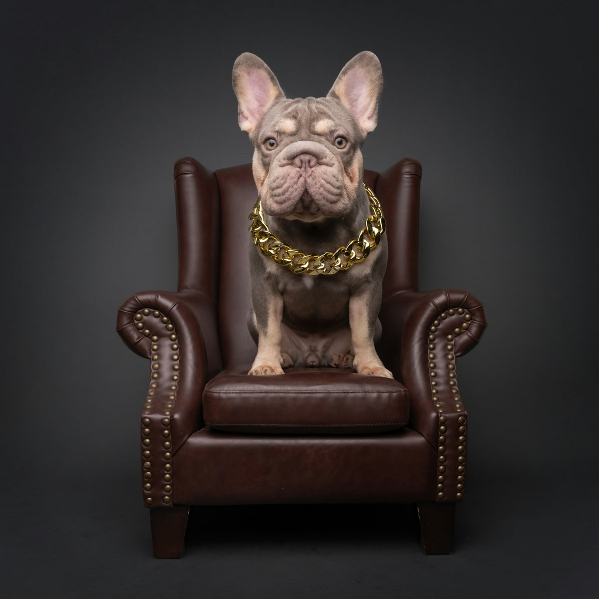 French bulldog wearing a gold chain sits in a chair.