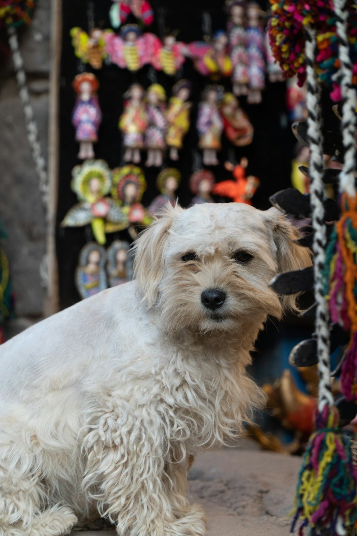 A small white dog sits in front of colorful crafts.