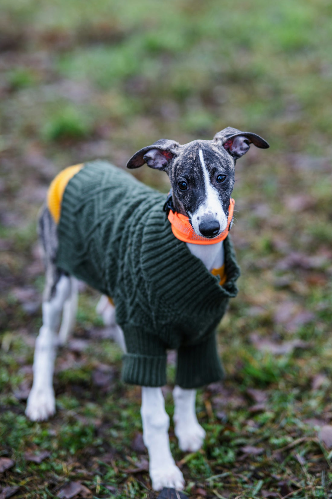 A whippet puppy wearing a green sweater outdoors.