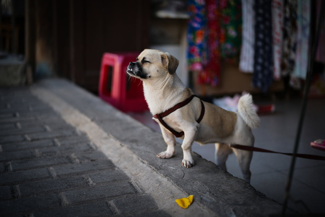 A small dog with a harness on a leash.