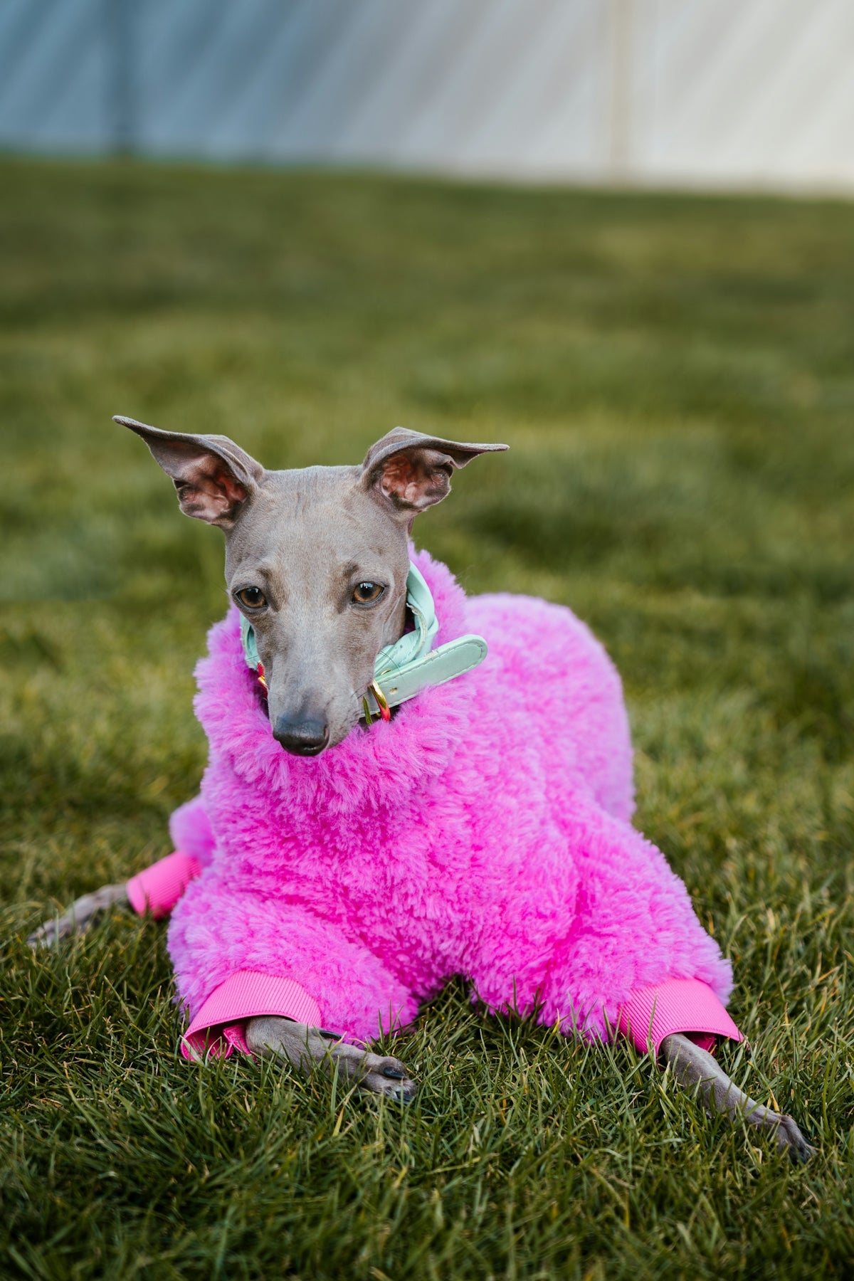 A greyhound in a pink fuzzy coat on green grass.