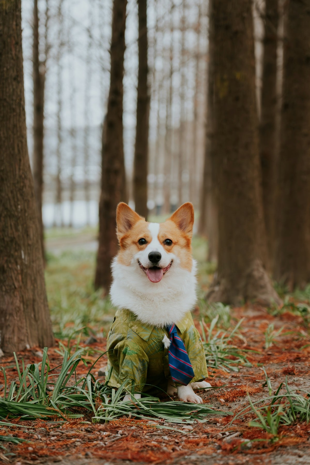 A corgi dog wearing a suit and tie outdoors
