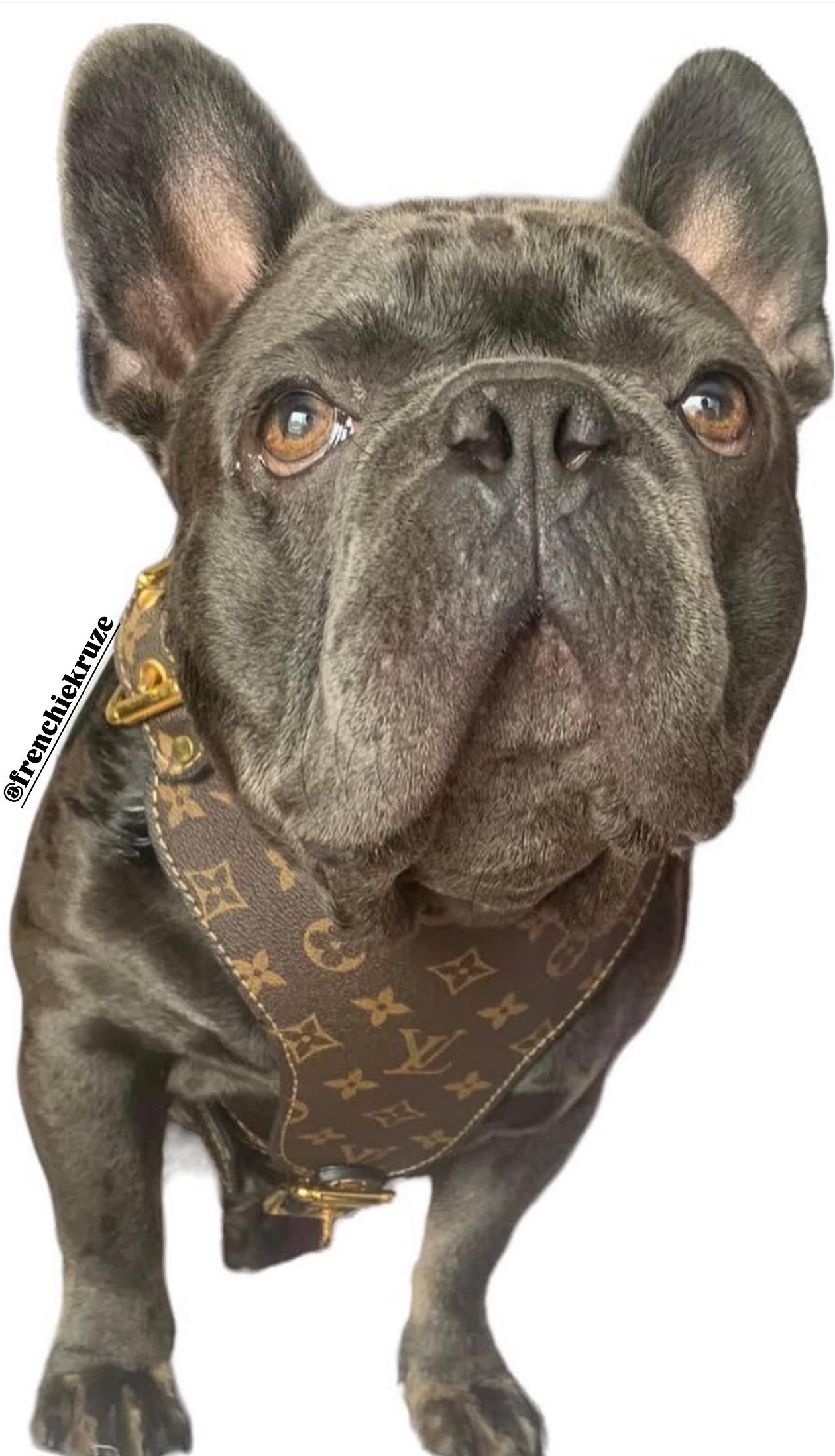 Luxury Large Breed Dog Harness - Brown
